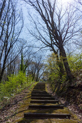 早春の公園の遊歩道
