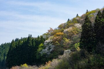 里山の新緑と桜