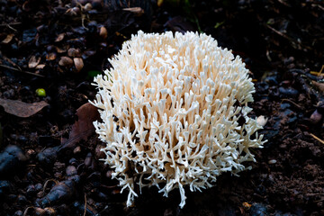 Fototapeta na wymiar White coral fungus.