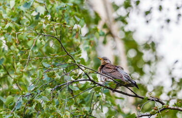 Bird thrush on a branch of viburnum in summer