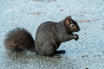 close up of a cute grey squirrel sitting on web ground eating a tiny nut on its paws
