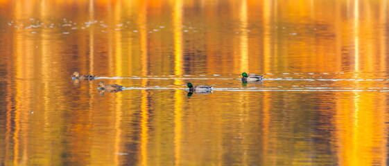 Ducks in the autumn pond