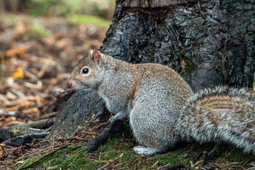 one cute chubby grey squirrel resting under the wet tree trunk in the park