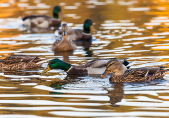 Ducks in the autumn pond
