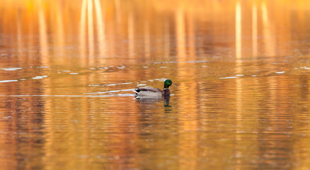 Ducks in the autumn pond