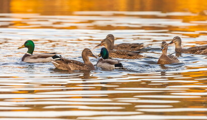 Ducks in the autumn pond