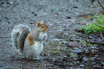 one cute chubby grey squirrel standing on the wet ground near the bushes in the park