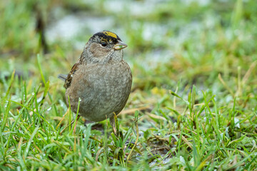 close up of a cute golden-crowned sparrow resting on green grasses in the park