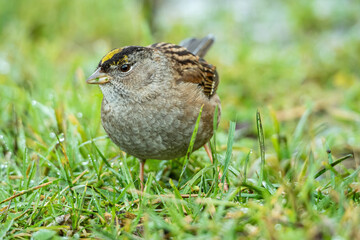 close up of a cute golden-crowned sparrow searching for food among the green grasses in the park