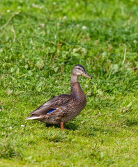 Ducks on the pond in the summer closeup