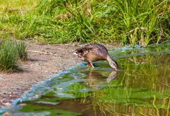 Ducks on the water pond in summer closeup