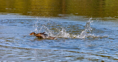 Fototapeta premium Ducks on the water pond in summer closeup