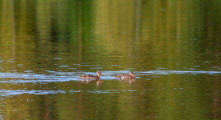 Ducks on the water pond in summer closeup