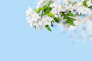 Blooming apple tree branches white flowers green leaves blue sky background close up, beautiful cherry blossom, sakura garden, spring orchard, summer sunny day nature, floral border frame, copy space