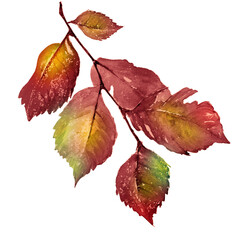  Watercolor illustration autumn branch