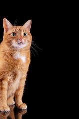 Obraz premium Ginger cat sitting on black surface with reflection isolated on black background. Copy space.
