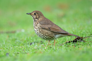 Song Thrush (Turdus philomelos), Western Springs Lakeside Park, Auckland, New Zealand