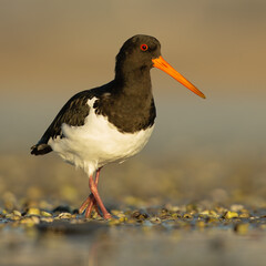 South Island Oystercatcher (Haematopus finschi), Point Chevalier, Auckland, New Zealand
