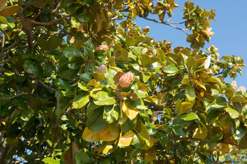 Close Up of the Winter Fruit of a Bull Bay Shrub (Magnolia grandiflora)  Growing by a Wall in a Garden in Rural Devon, England, UK