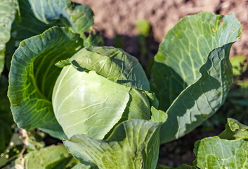 White cabbage in the garden closeup in the summer