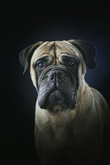bullmastiff black background studio 