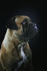 Obraz premium portrait of a bullmastiff black background studio