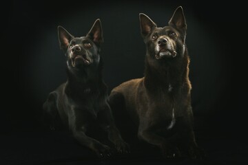 couple kelpie australian dog on black background 