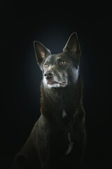 dog kelpie in black background studio