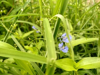 grass with dew drops
