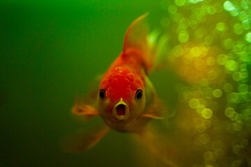 Goldfish in aquarium. Goldfish is swimming in the water with bokeh of bubbles in background....