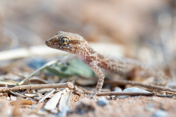 Bunopus tuberculatus, also known as the Baluch rock gecko, Arabian desert gecko, or southern tuberculated gecko very close up