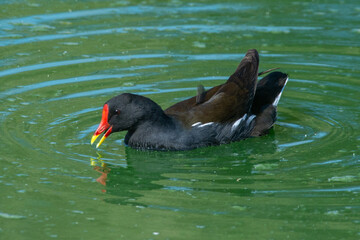 A common moorhen (Gallinula chloropus), also known as the waterhen or swamp chicken swimming in a pond.