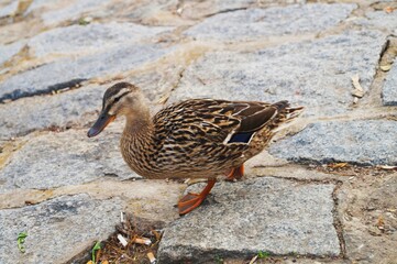 a duck walks along the river embankment.