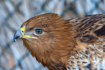 A greater spotted eagle (Clanga clanga) light phase flying very close up head shot looking at feathers, eyes, and beak
