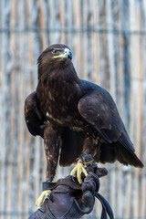 A greater spotted eagle (Clanga clanga) dark phase flying on trainer's glove in captivity for training and conservation.