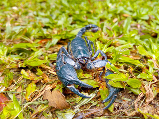 A black scorpion on the green lawn.