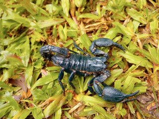 A black scorpion on the green lawn.