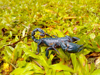 Obraz na płótnie Canvas A black scorpion on the green lawn.