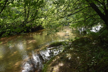 Naklejka premium rzeka w lesie