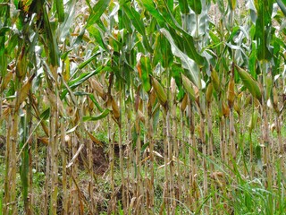 photos of corn plants ready for harvest