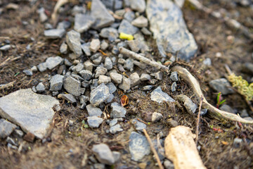 ants on the ground