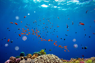 Fototapeta na wymiar Beautiful tropical coral reef with shoal or red coral fish Anthias. Wonderful underwater world with corals, tropical fish