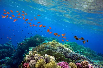 Fototapeten Wunderschönes tropisches Korallenriff mit Schwarm oder roten Korallenfischen Anthias. Wunderbare Unterwasserwelt mit Korallen, tropischen Fischen © vlad61_61