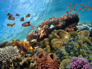 Gardinen Beautiful tropical coral reef with shoal or red coral fish Anthias. Wonderful underwater world with corals, tropical fish © vlad61_61
