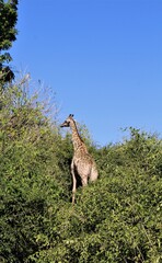 Naklejka na ściany i meble wild animal giraffe in Africa travel