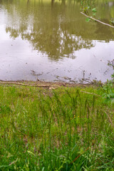 grass and water