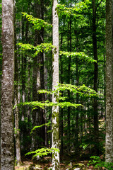 Obraz premium Trunk of beech tree illuminated by the sun and surrounded by the shade of the forest. Tambre, Alpago, Belluno, Italy
