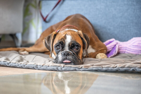 funny face 9 months old purebred golden puppy german boxer dog closeup