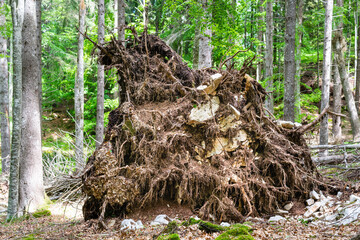 Beech forest in summer. In the foreground the huge roots of a beech tree uprooted by the storm Vaia. Tambre, Alpago, Belluno, Italy