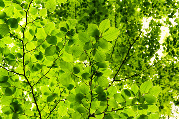 Bottom view of the leafy foliage of the beech tree. The leaves, crossed by the sun's rays, take on infinite shades. Tambre, Alpago, Belluno, Italy